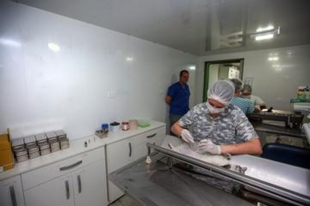 Praia Grande agenda castração de cães e gatos para quatro bairros