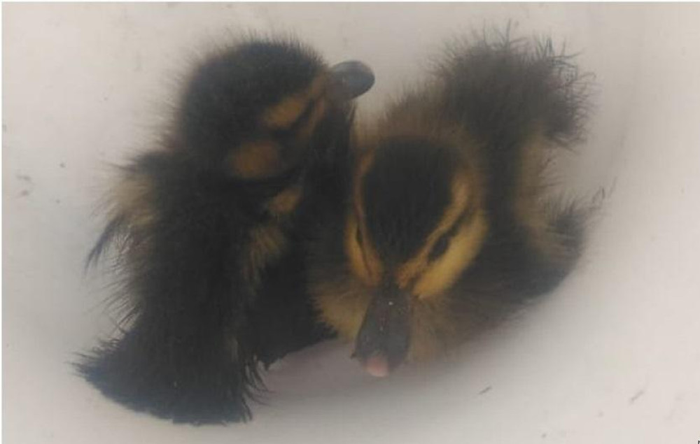 Filhotes de marreco são resgatados em Praia Grande após ficarem presos em rede de esgoto