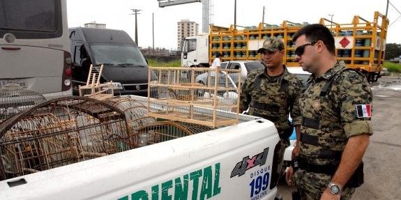 Dupla é detida por capturar pássaros silvestres em Praia Grande Dupla é detida por capturar pássaros silvestres em Praia Grande